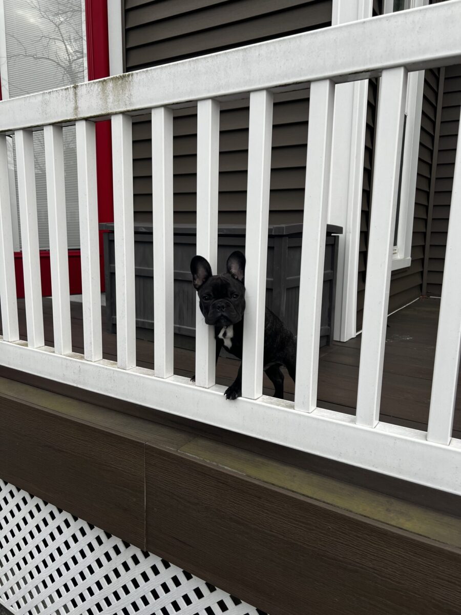 An Office Dog: The Tale of Boredom