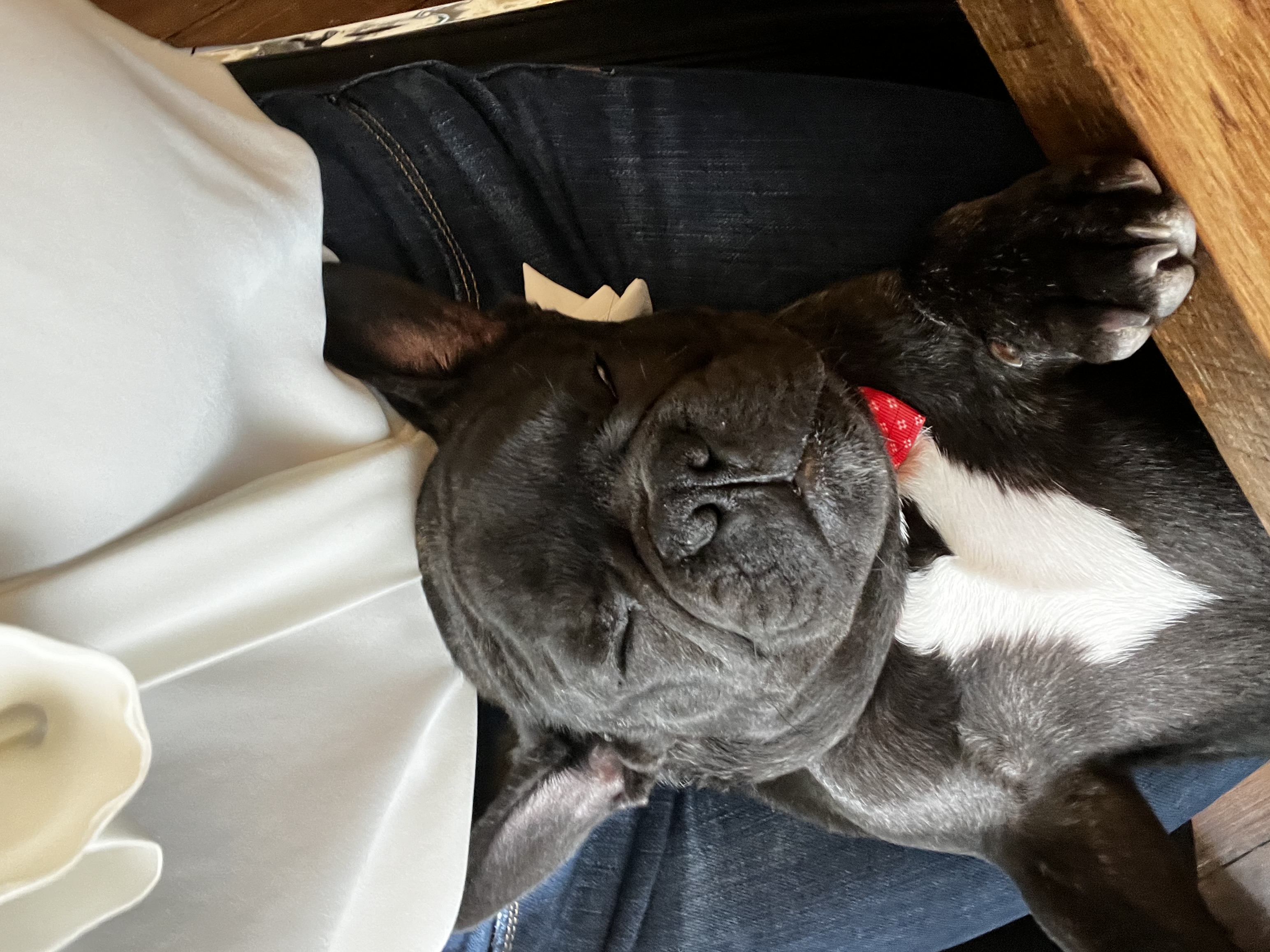 You Won’t Believe These 6 Office Dog Perks