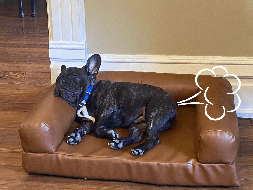 An Office Dog’s Quest for a #CleanButt