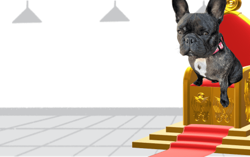 Bow Down: How to Care for a Frenchie Like Me