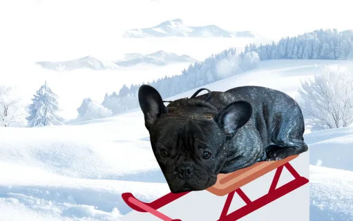 Dog Sledding? More Like Dog SLAVE-ing If You Ask Me